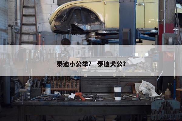 泰迪小公举？ 泰迪犬公？