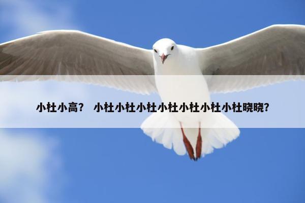 小杜小高？ 小杜小杜小杜小杜小杜小杜小杜晓晓？
