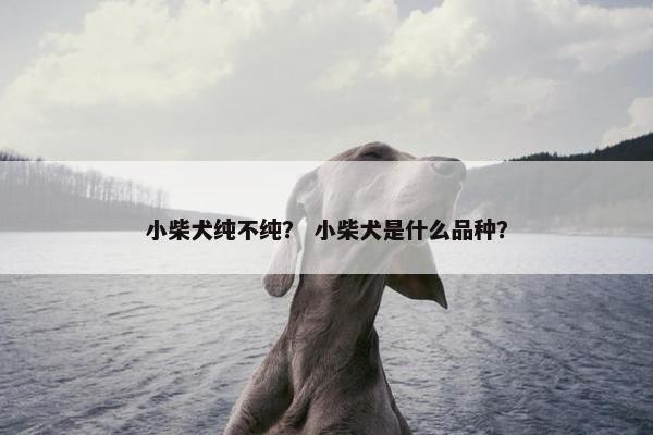 小柴犬纯不纯？ 小柴犬是什么品种？