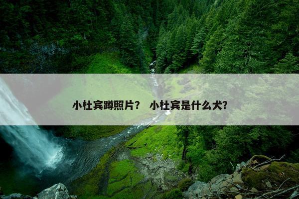 小杜宾蹲照片？ 小杜宾是什么犬？