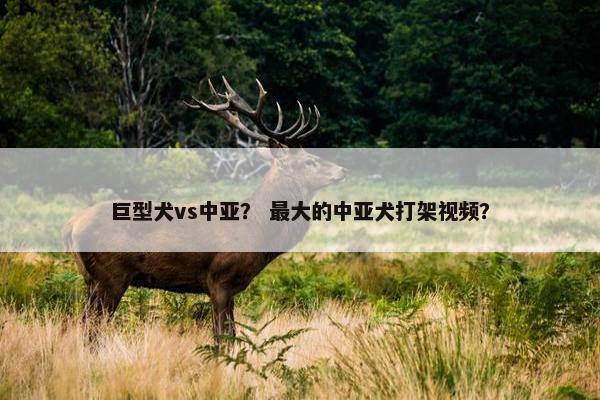 巨型犬vs中亚？ 最大的中亚犬打架视频？