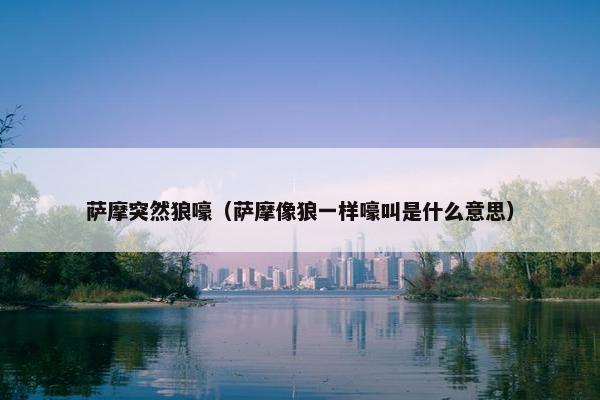 萨摩突然狼嚎（萨摩像狼一样嚎叫是什么意思）