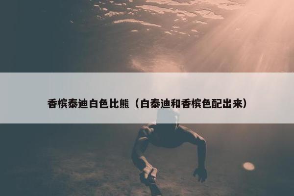香槟泰迪白色比熊（白泰迪和香槟色配出来）