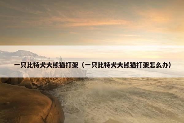 一只比特犬大熊猫打架（一只比特犬大熊猫打架怎么办）