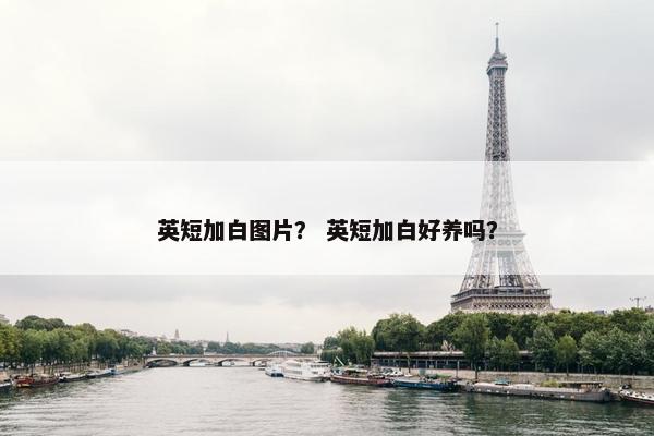 英短加白图片？ 英短加白好养吗？