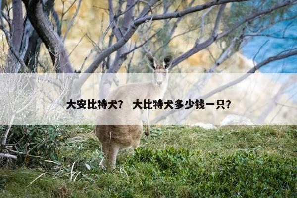 大安比特犬？ 大比特犬多少钱一只？