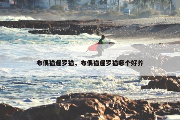布偶猫暹罗猫，布偶猫暹罗猫哪个好养