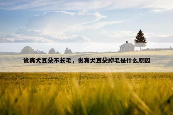 贵宾犬耳朵不长毛，贵宾犬耳朵掉毛是什么原因