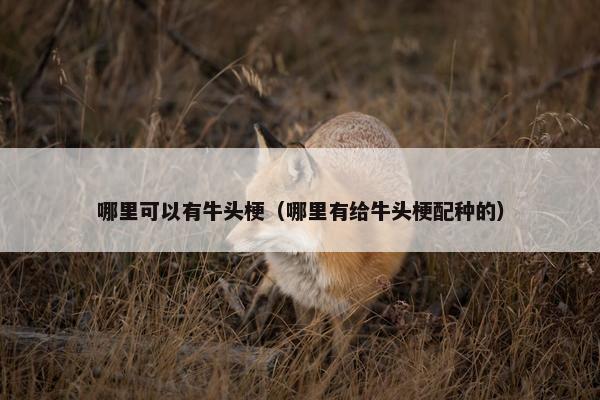 哪里可以有牛头梗（哪里有给牛头梗配种的）