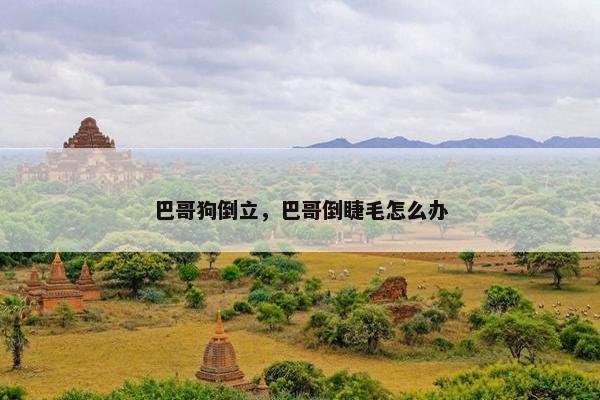巴哥狗倒立，巴哥倒睫毛怎么办