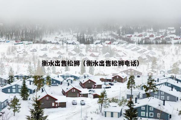 衡水出售松狮（衡水出售松狮电话）