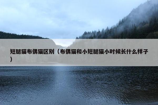 短腿猫布偶猫区别（布偶猫和小短腿猫小时候长什么样子）