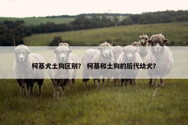 柯基犬土狗区别？ 柯基和土狗的后代幼犬？