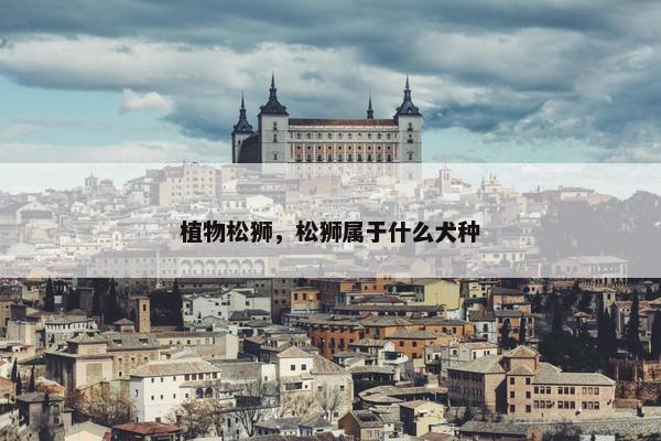 植物松狮,松狮属于什么犬种