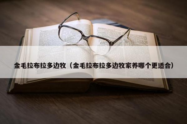 金毛拉布拉多边牧（金毛拉布拉多边牧家养哪个更适合）