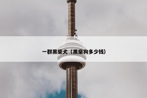 一群黑柴犬（黑柴狗多少钱）