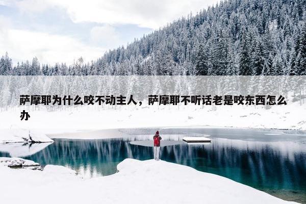 萨摩耶为什么咬不动主人，萨摩耶不听话老是咬东西怎么办