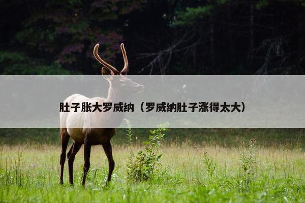 肚子胀大罗威纳（罗威纳肚子涨得太大）