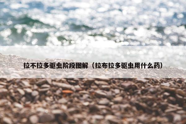 拉不拉多驱虫阶段图解（拉布拉多驱虫用什么药）