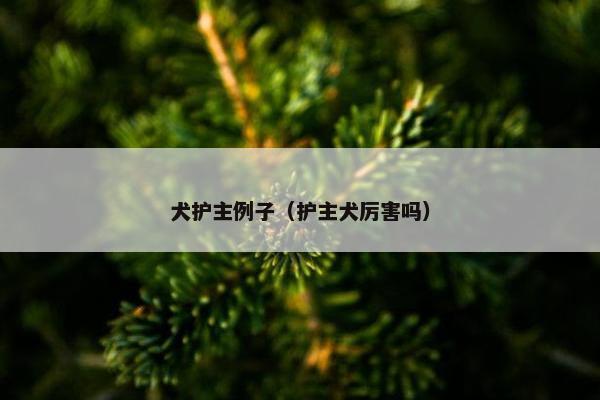犬护主例子（护主犬厉害吗）