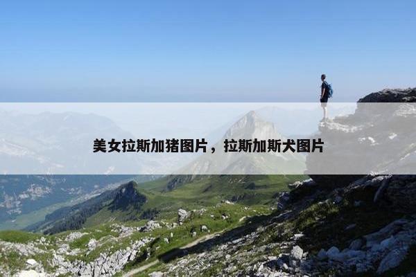 美女拉斯加猪图片，拉斯加斯犬图片