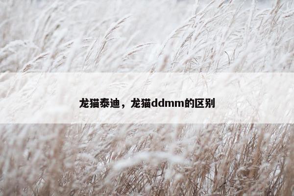 龙猫泰迪，龙猫ddmm的区别