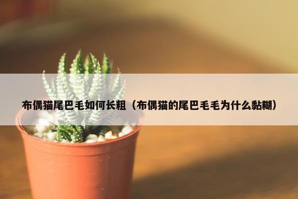 布偶猫尾巴毛如何长粗（布偶猫的尾巴毛毛为什么黏糊）