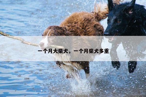 一个月大柴犬，一个月柴犬多重