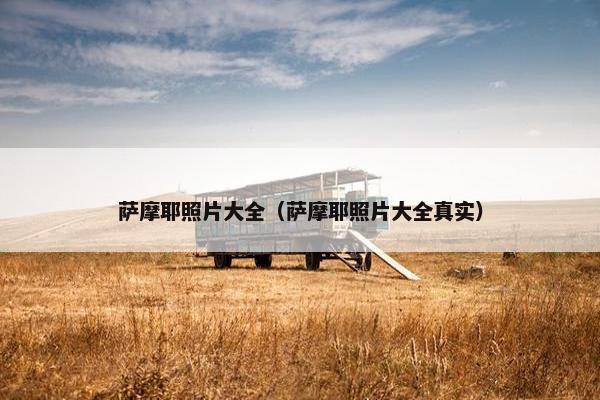 萨摩耶照片大全（萨摩耶照片大全真实）