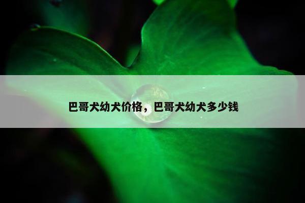 巴哥犬幼犬价格，巴哥犬幼犬多少钱