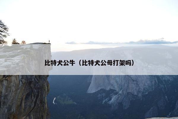 比特犬公牛（比特犬公母打架吗）