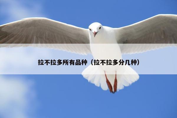 拉不拉多所有品种（拉不拉多分几种）