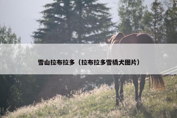 雪山拉布拉多（拉布拉多雪橇犬图片）