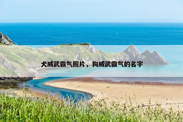 犬威武霸气照片，狗威武霸气的名字