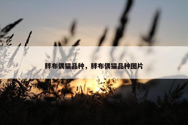 胖布偶猫品种，胖布偶猫品种图片