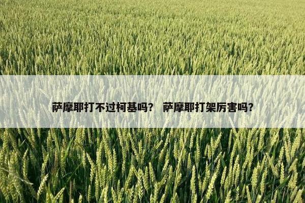 萨摩耶打不过柯基吗？ 萨摩耶打架厉害吗？