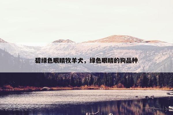 碧绿色眼睛牧羊犬，绿色眼睛的狗品种