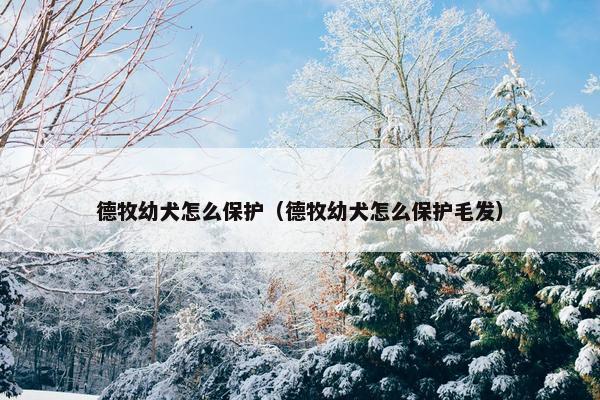 德牧幼犬怎么保护（德牧幼犬怎么保护毛发）