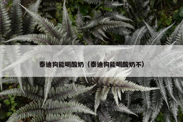 泰迪狗能喝酸奶（泰迪狗能喝酸奶不）