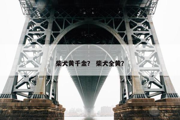 柴犬黄千金？ 柴犬全黄？