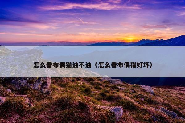 怎么看布偶猫油不油（怎么看布偶猫好坏）