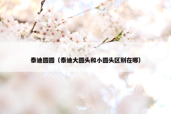 泰迪圆圆（泰迪大圆头和小圆头区别在哪）