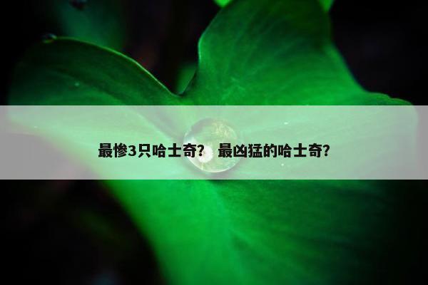 最惨3只哈士奇? 最凶猛的哈士奇?