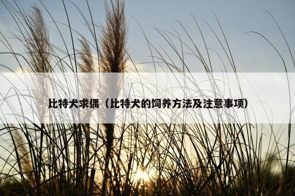 比特犬求偶（比特犬的饲养方法及注意事项）