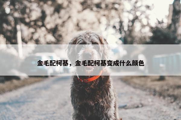 金毛配柯基，金毛配柯基变成什么颜色
