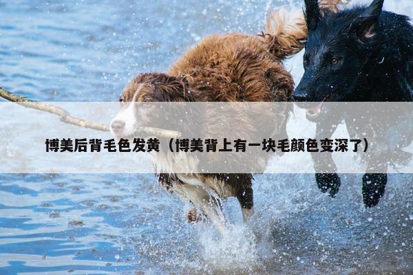 博美后背毛色发黄（博美背上有一块毛颜色变深了）