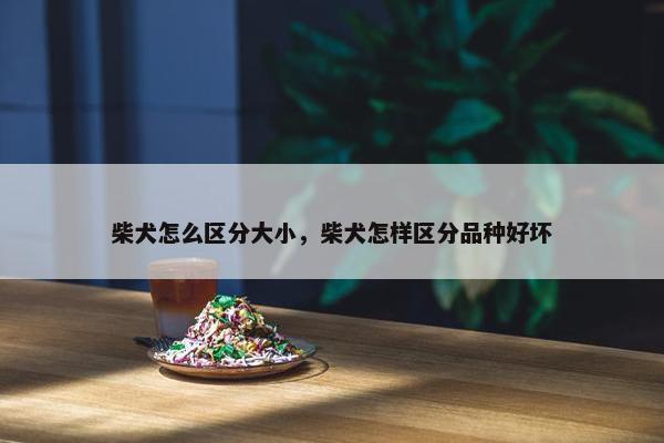 柴犬怎么区分大小，柴犬怎样区分品种好坏