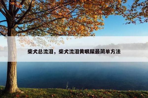 柴犬总流泪，柴犬流泪黄眼屎最简单方法