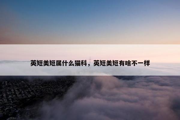 英短美短属什么猫科，英短美短有啥不一样