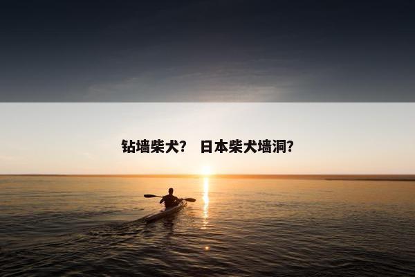 钻墙柴犬？ 日本柴犬墙洞？